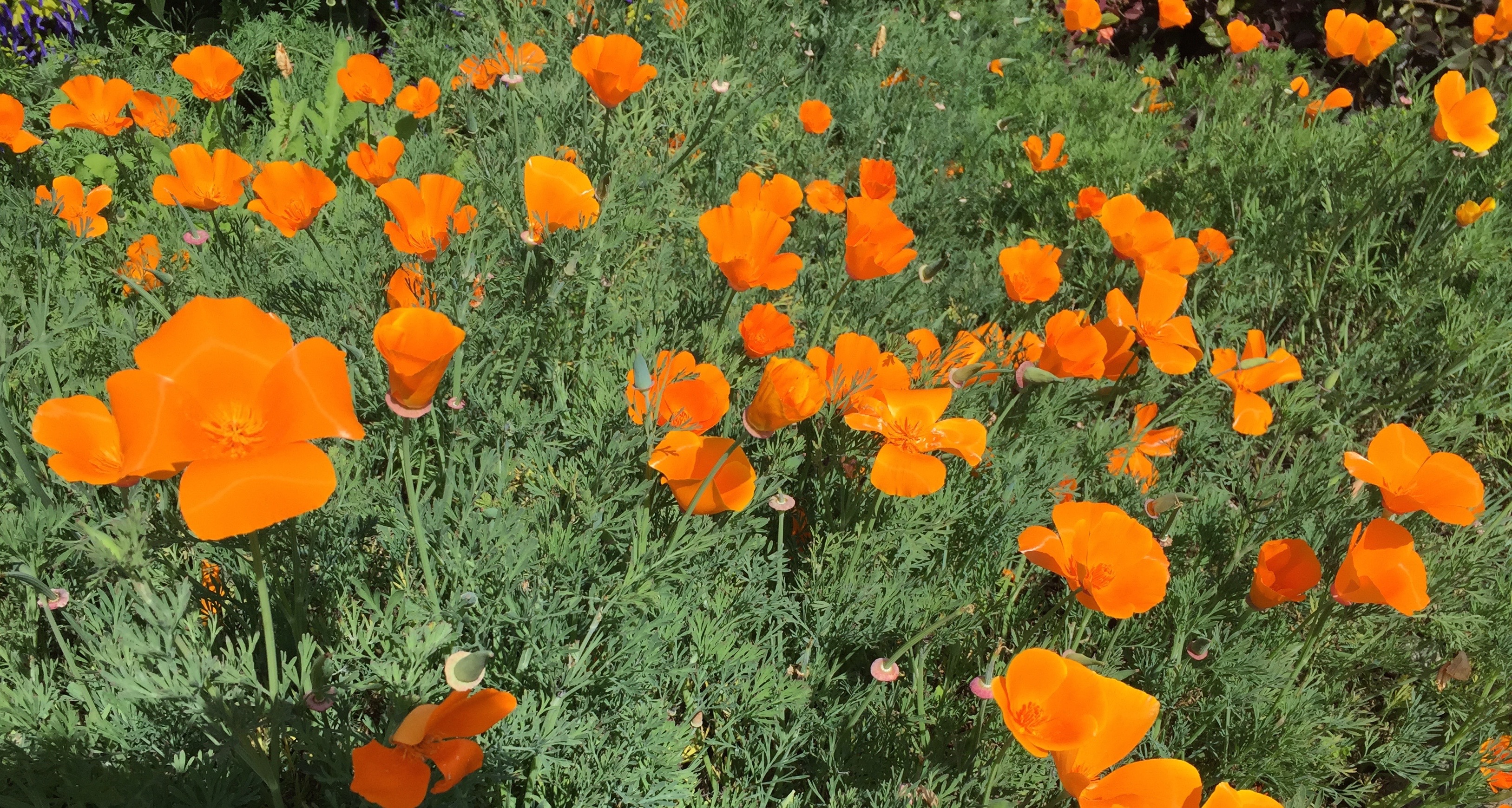 [California poppies]